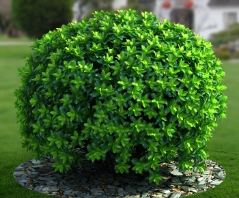 Modern Shrubbery-ID:944766048