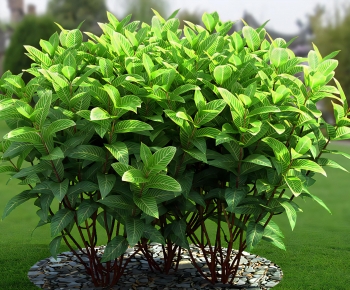 Modern Shrubbery-ID:621478087