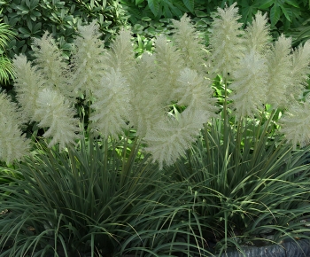 Modern The Grass-ID:200165037