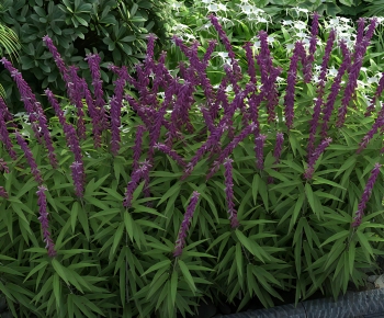 Modern Flowers And Grass-ID:926628113