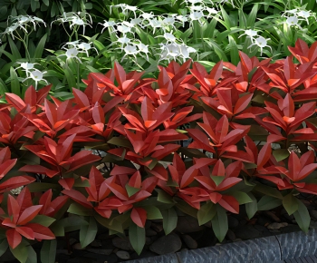 Modern Shrubbery-ID:189919953