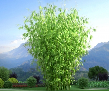 Modern Bamboo-ID:924374104