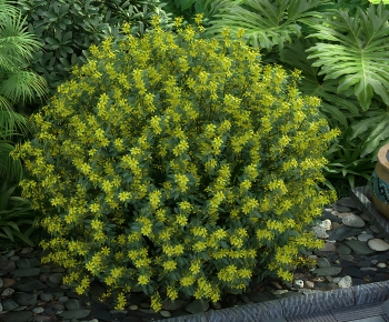 Modern Shrubbery-ID:684294947