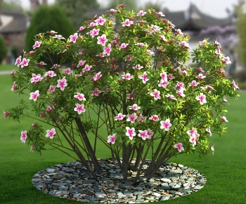 Modern Shrubbery-ID:762362964