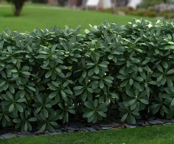 Modern Shrubbery-ID:711558109