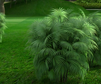 Modern Bamboo-ID:250314006