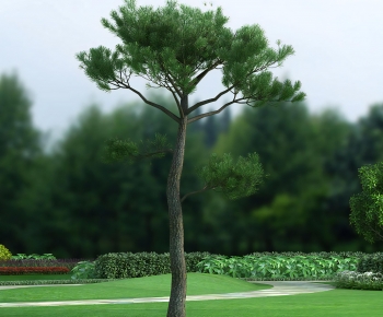 Modern Tree-ID:354421167
