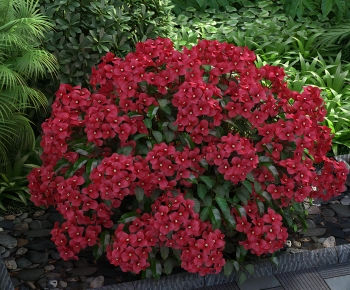 Modern Shrubbery-ID:427356968