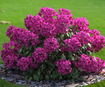 Modern Shrubbery-ID:551217083