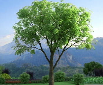 Modern Tree-ID:421292074
