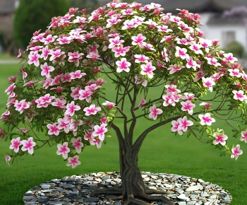 Modern Shrubbery-ID:447277073