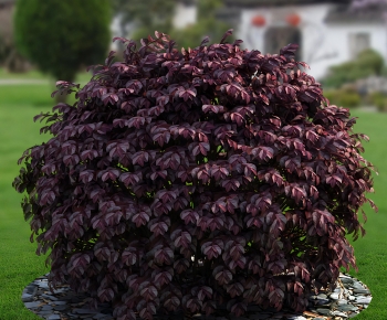 Modern Shrubbery-ID:192197087