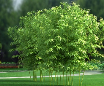 Modern Bamboo-ID:899032123