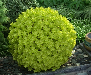 Modern Shrubbery-ID:607502946