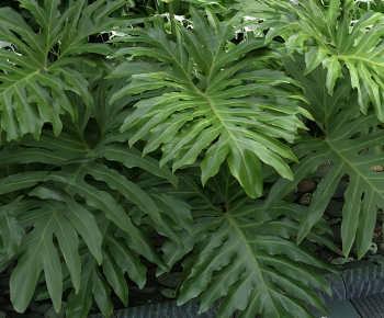 Modern The Grass-ID:246948962