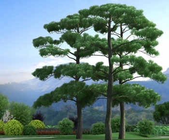 Modern Tree-ID:342744116