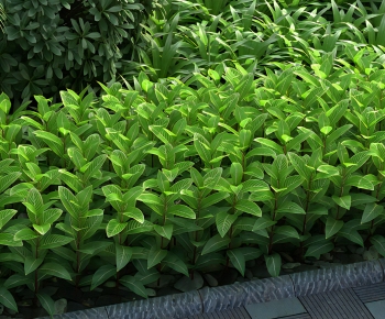 Modern Shrubbery-ID:830391885