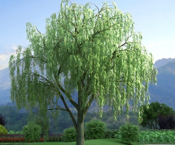 Modern Tree-ID:741801028