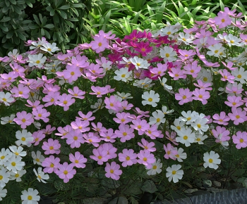 Modern Flowers And Grass-ID:168268925