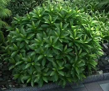 Modern Shrubbery-ID:293905027
