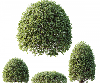 Modern Shrubbery-ID:932466986