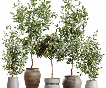 Modern Ground Green Plant Potted Plants-ID:428698068