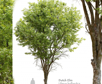 Modern Tree-ID:857546096