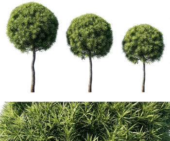 Modern Tree-ID:675323969