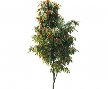 Modern Tree-ID:914603956