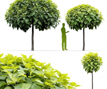 Modern Tree-ID:691937929