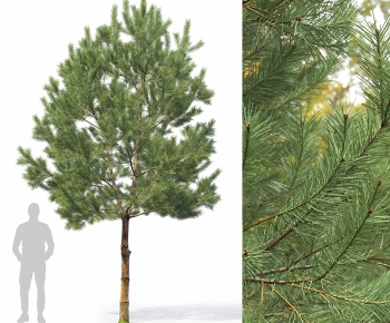 Modern Tree-ID:392126084