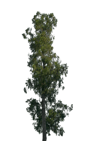 ModernTree