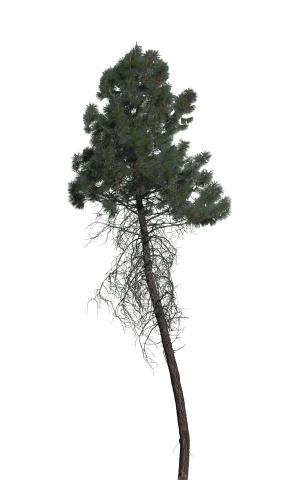 ModernTree