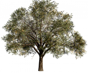 Modern Tree-ID:749341966