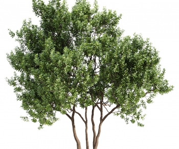 Modern Tree-ID:249047044