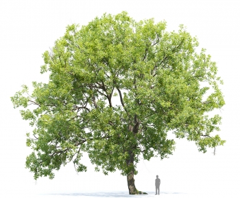 Modern Tree-ID:630490062