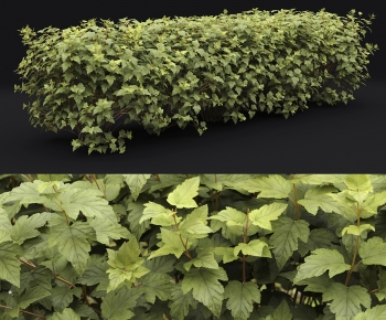 Modern Shrubbery-ID:744819699