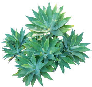 ModernPlant Leaves