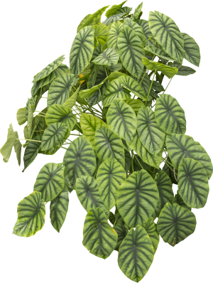 ModernPlant Leaves
