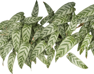 ModernPlant Leaves