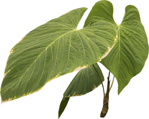 ModernPlant Leaves