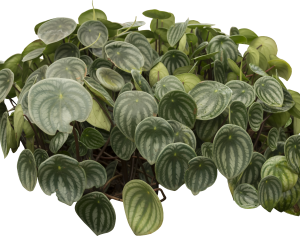 ModernPlant Leaves