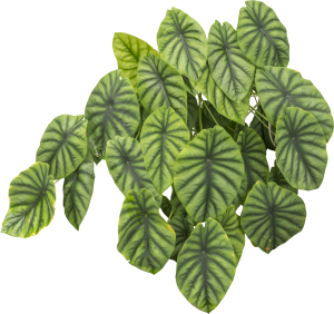 ModernPlant Leaves