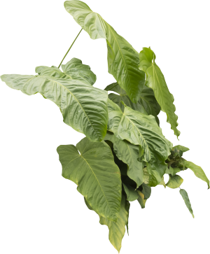 ModernPlant Leaves