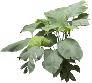 ModernPlant Leaves