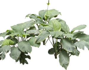 ModernPlant Leaves