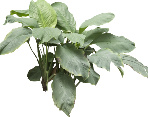 ModernPlant Leaves