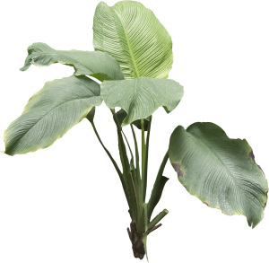 ModernPlant Leaves