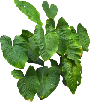 ModernPlant Leaves