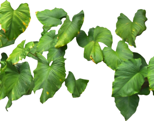 ModernPlant Leaves